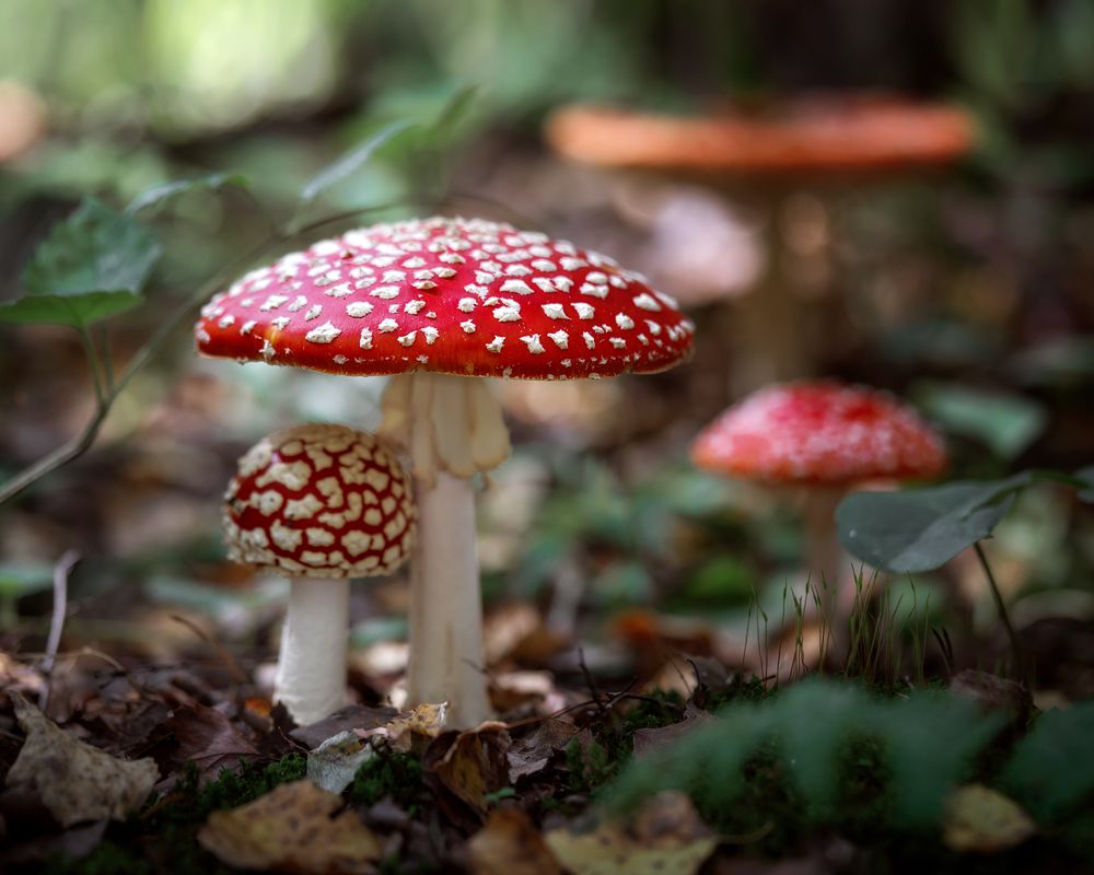 Семейка мухоморов
