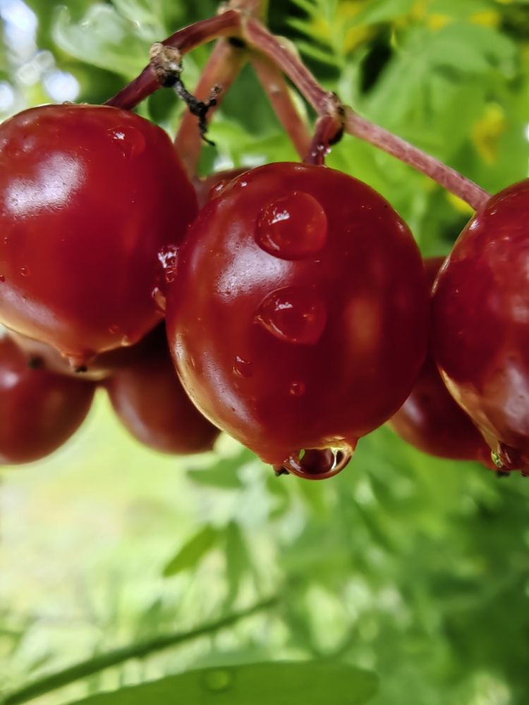 Photograph by Чкареули Светлана