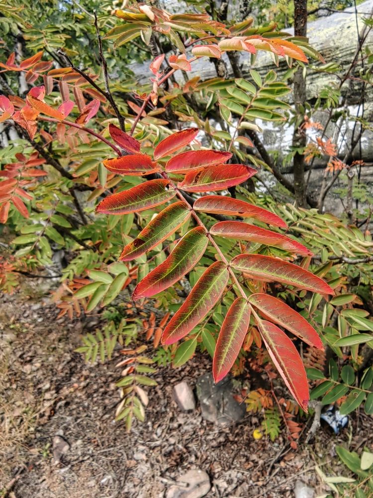 Photograph by Чкареули Светлана