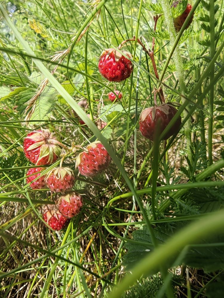Photograph by Чкареули Светлана