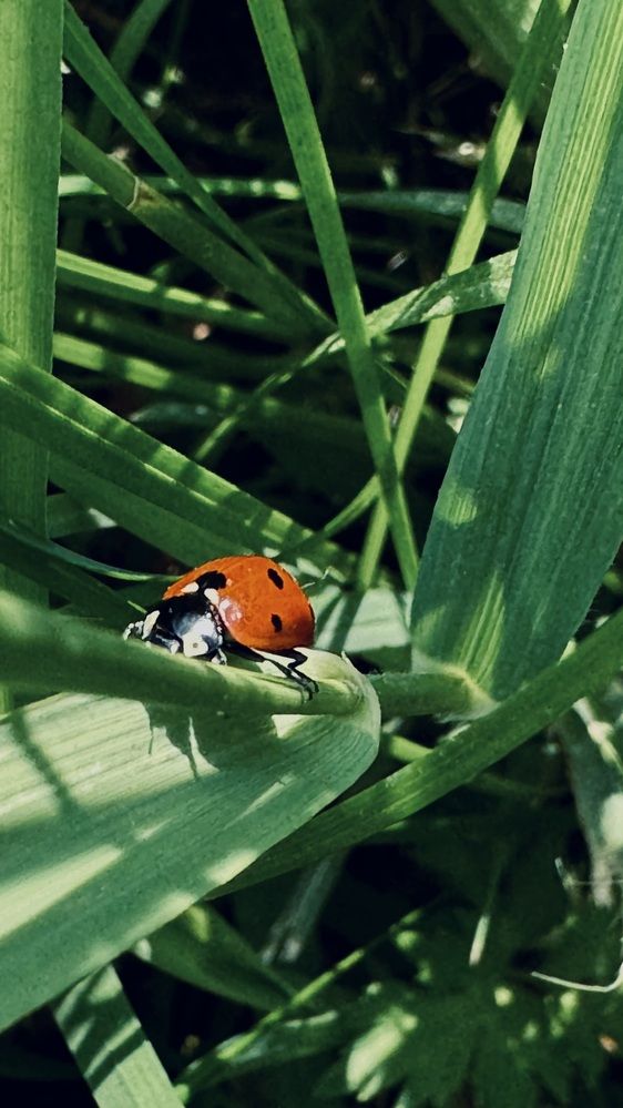 Photograph by Светлана Родионова