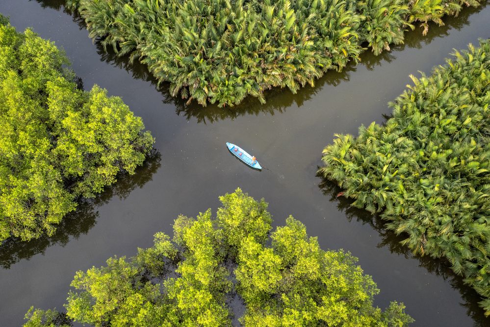 Mangrove forest. Vietnam