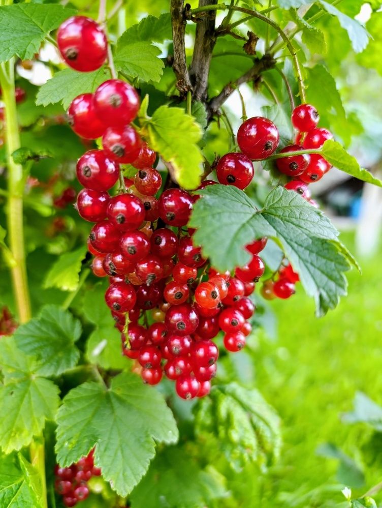 Photograph by Ирина Сидорова