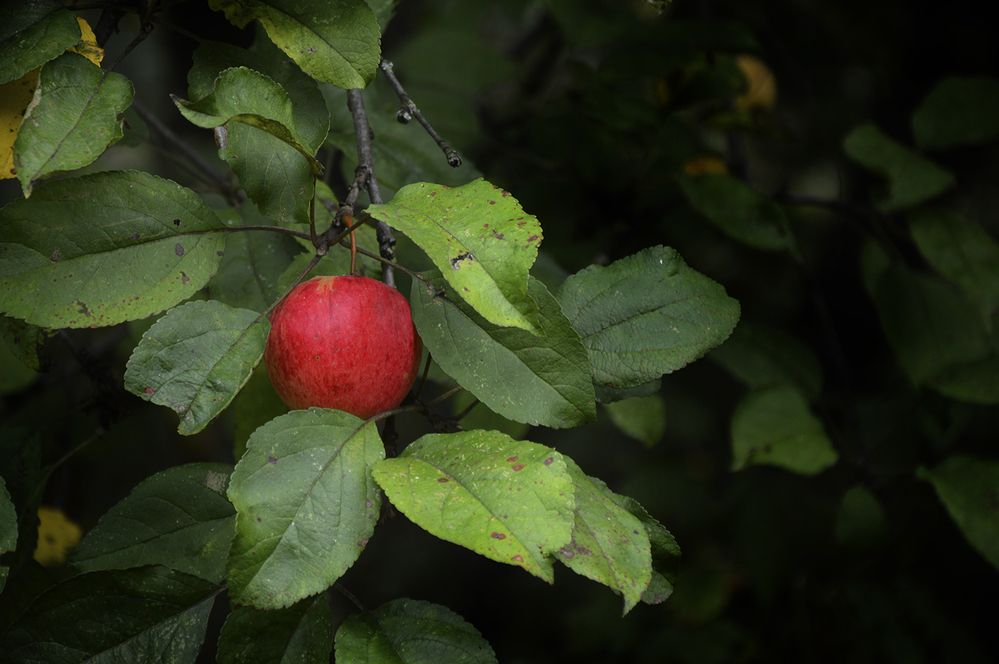 Photograph by Алексей Парамонов