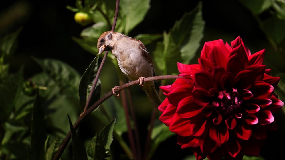 Photograph by Виктория Шажко