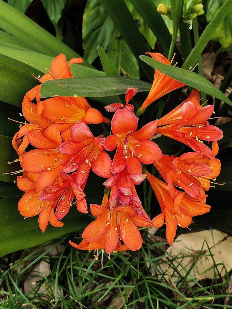 Photograph by Rosane Cortez