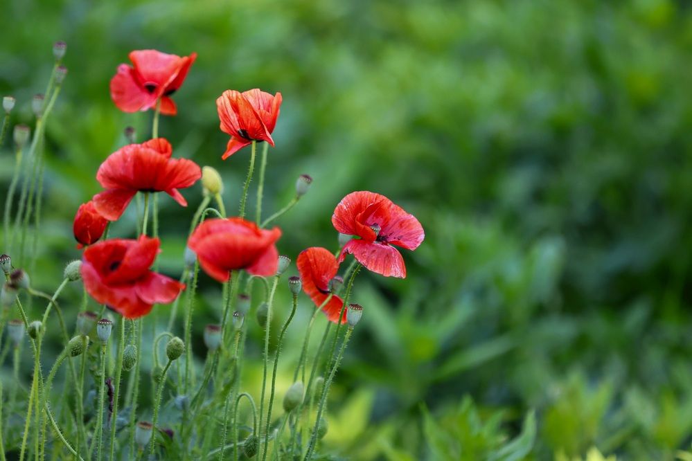 Фотография автора Zahra Seyedmorti