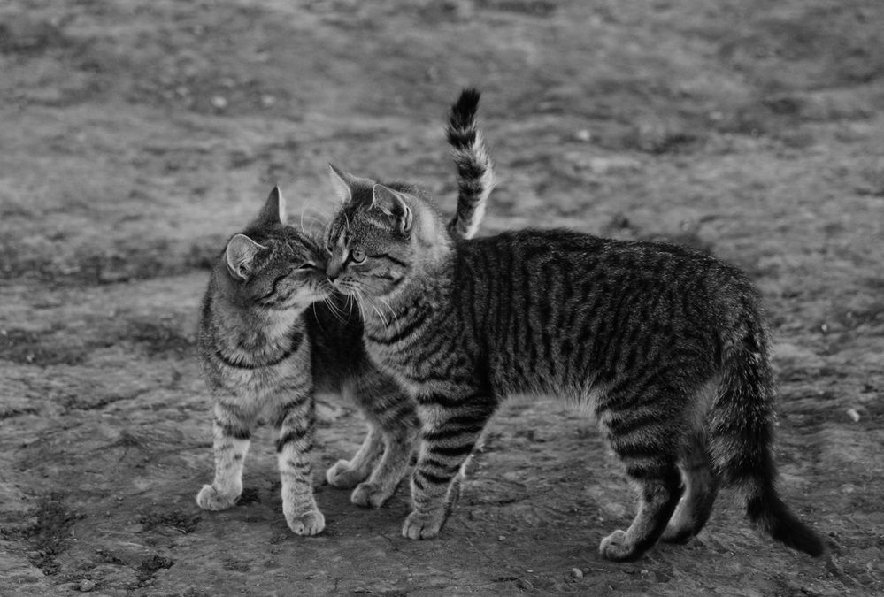 Photograph by Елена Федорова
