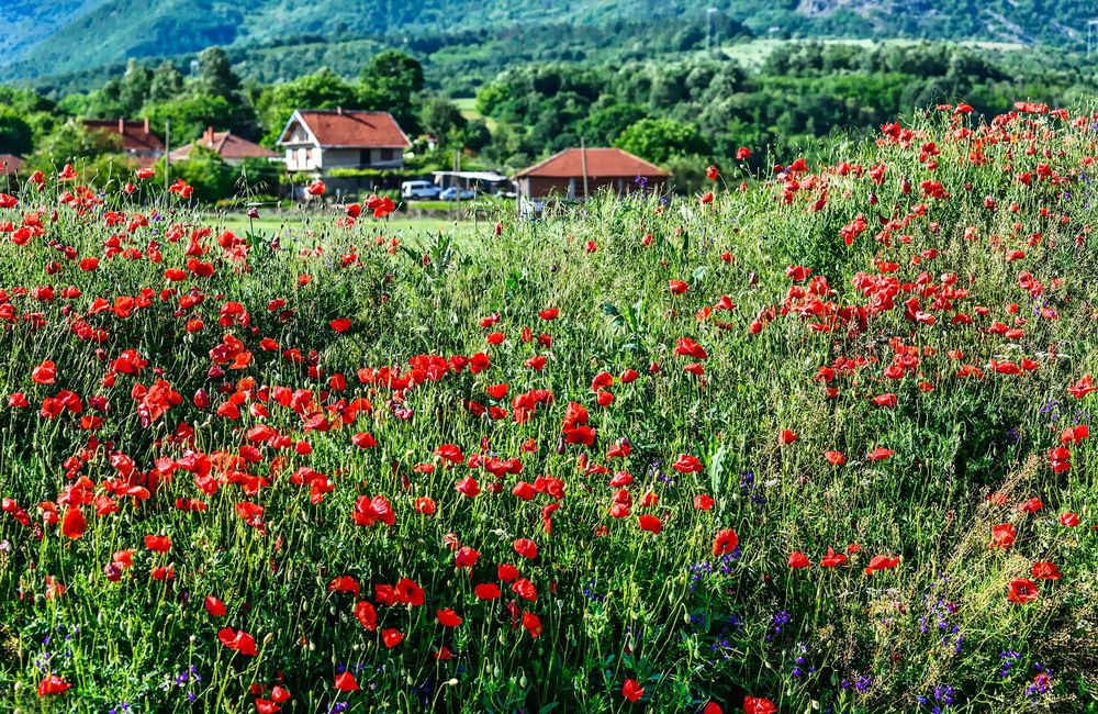 Photograph by Валерий Смирнов