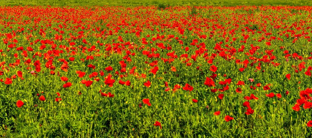 Photograph by Валерий Смирнов