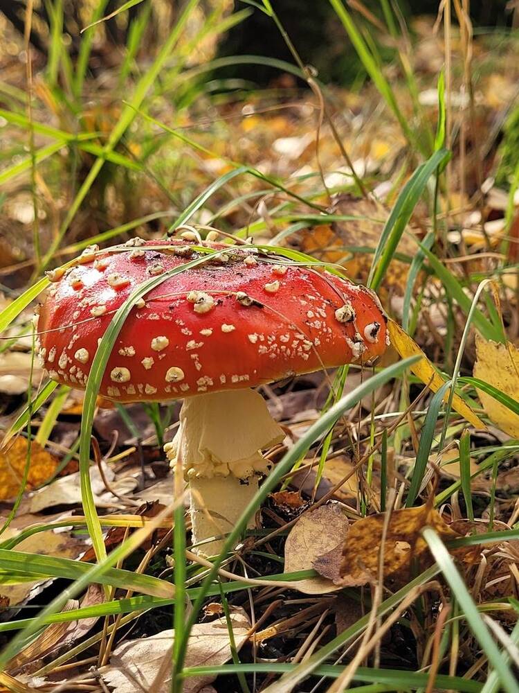Лесной житель