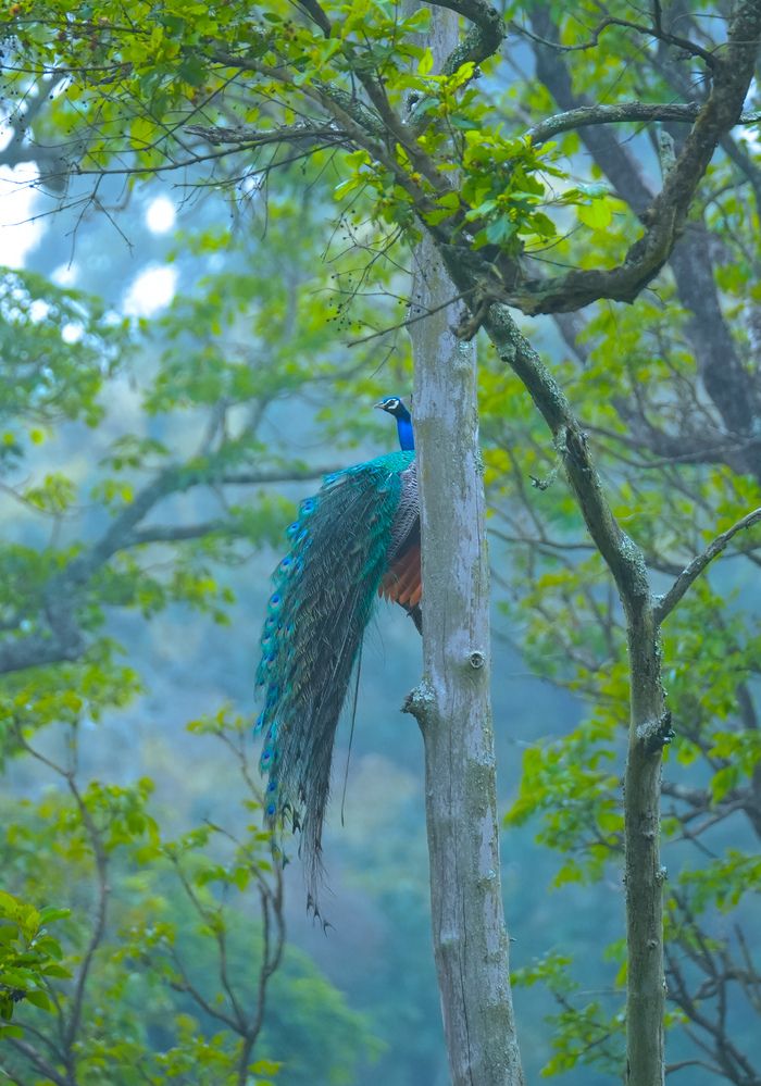 Фотография автора SARAVANA MANICKAM