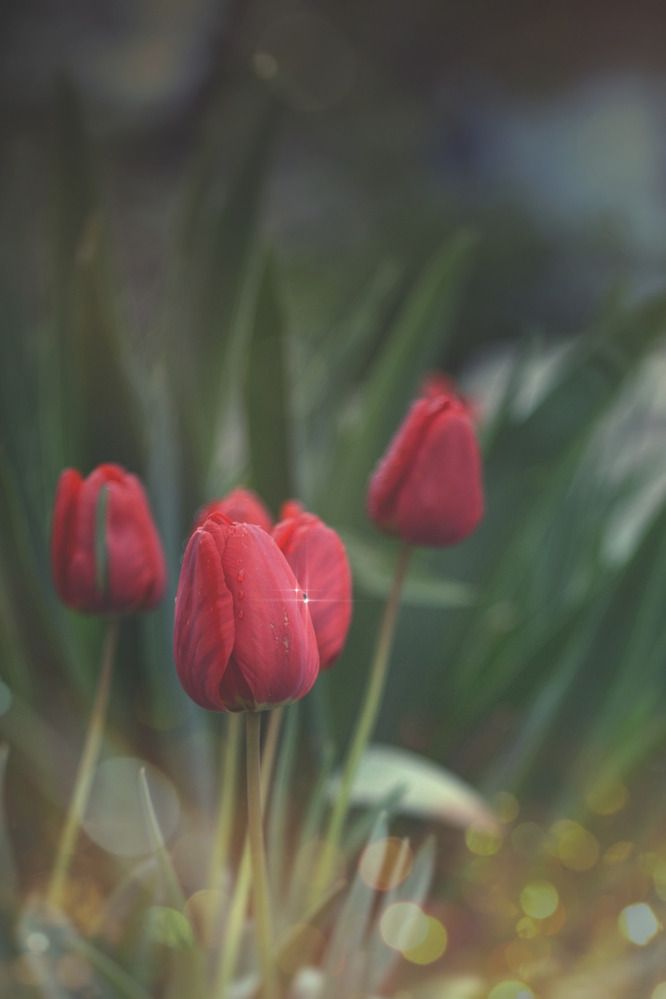 Photograph by Magic Helios