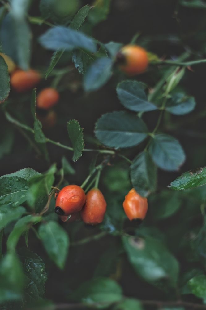 Photograph by Magic Helios