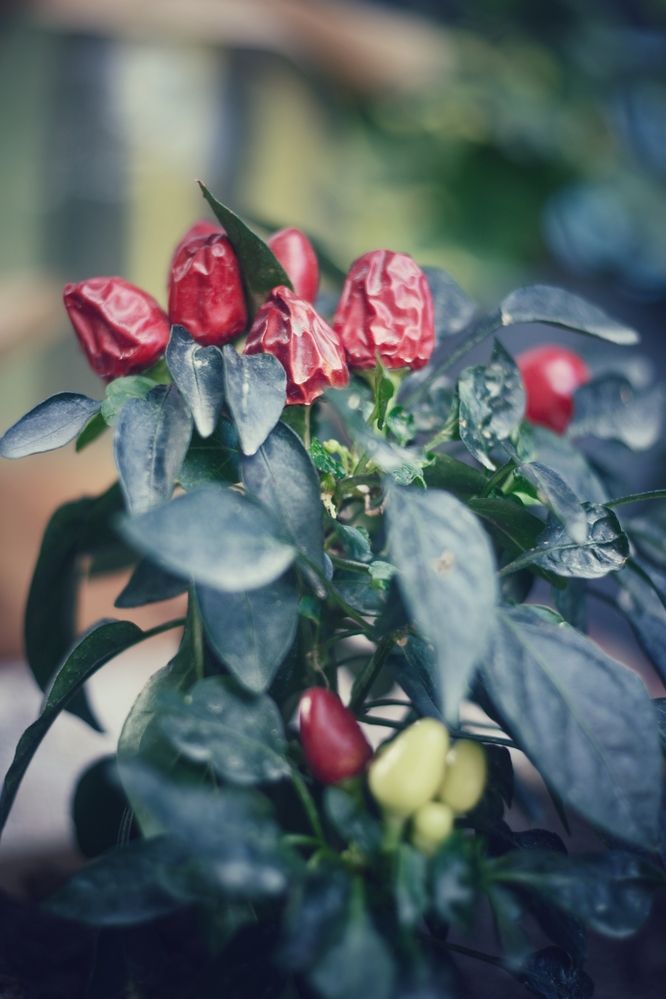 Photograph by Magic Helios