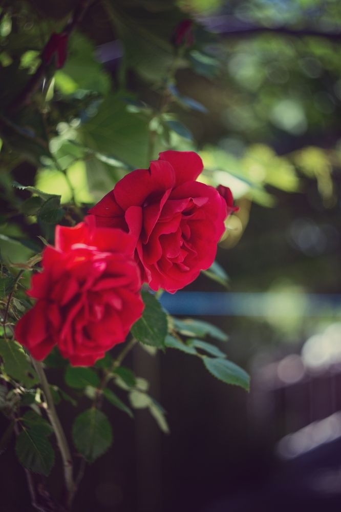 Photograph by Magic Helios