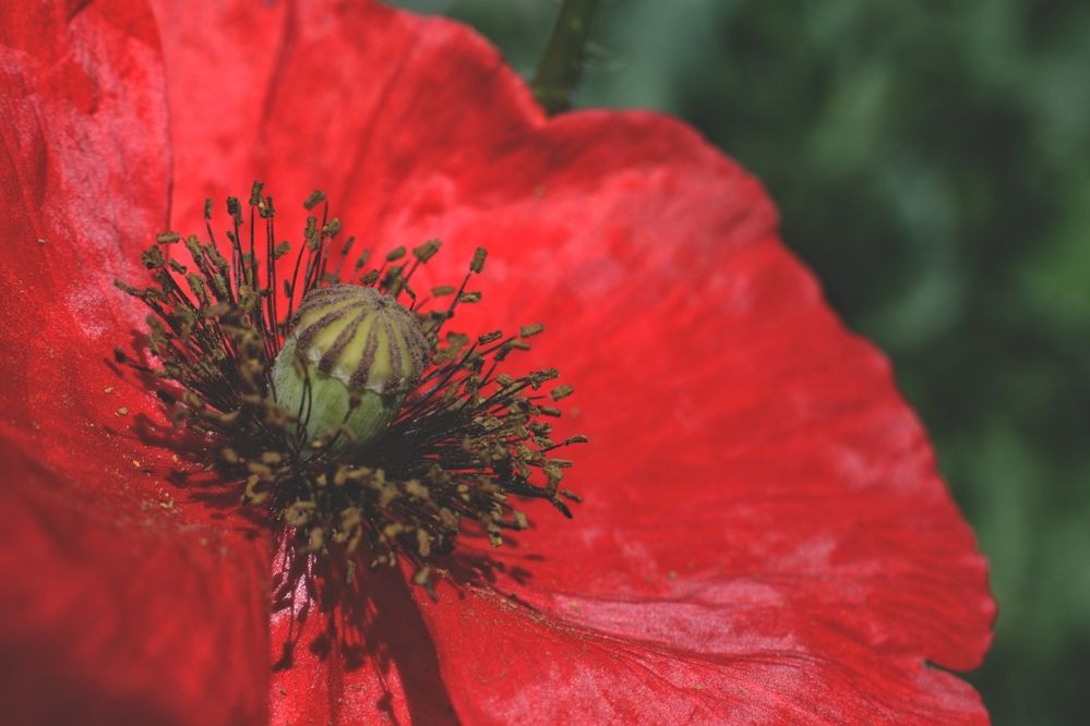 Photograph by Magic Helios