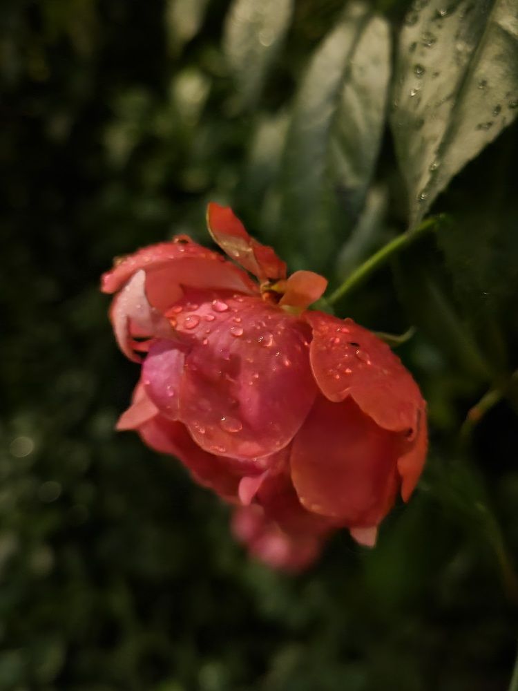 Photograph by Елена
