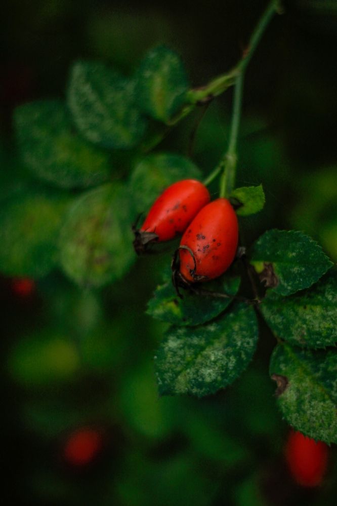 Photograph by Любовь Иванова