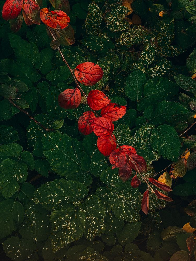 Фотография автора Анна Ворончихина