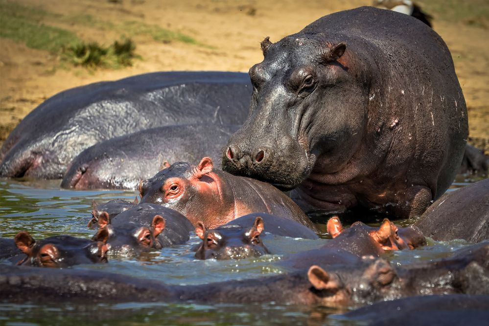 Photograph by Vita Potomova