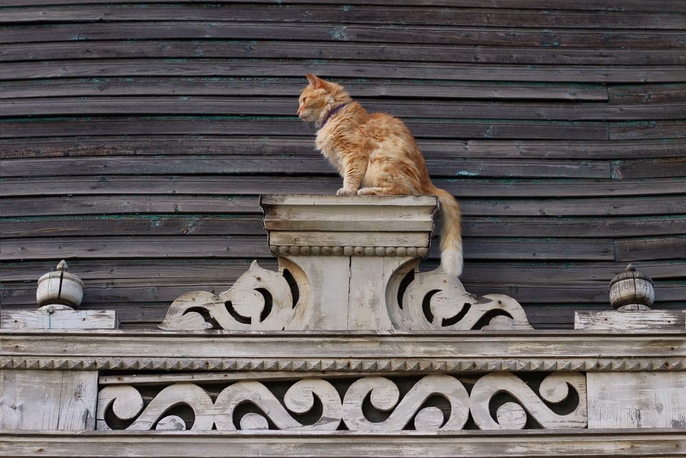 Photograph by Андрей Шестаков
