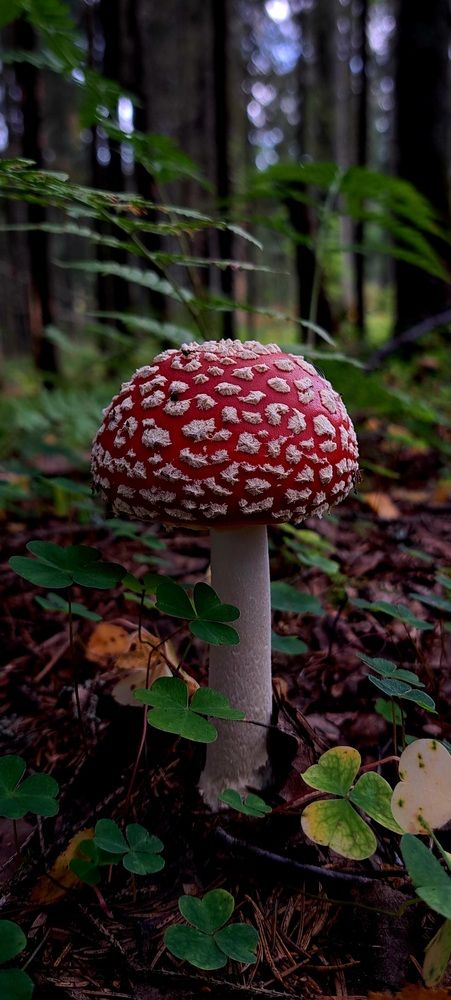 Photograph by Галина Перепечаева