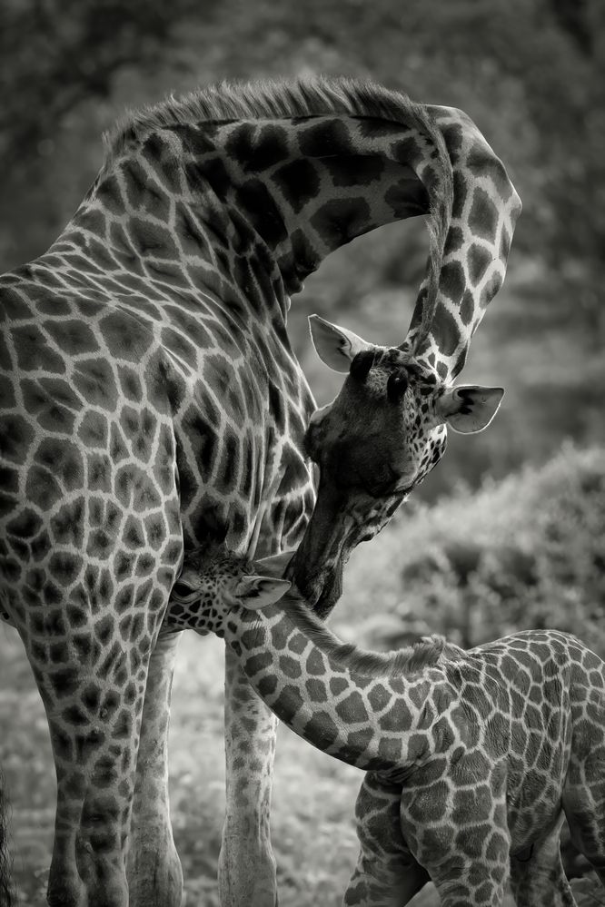 Photograph by Popiyakova Natalia