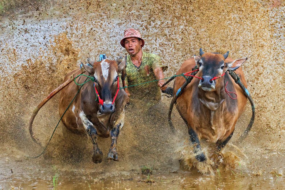 Pacu Jawi – Bull Racing in the Muddy Fields of Sumatra