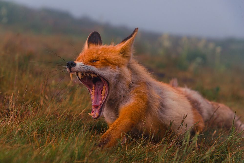 Photograph by Силантьев Даниил