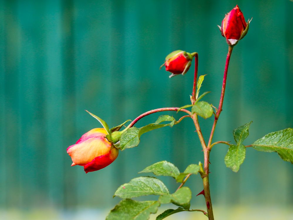 Photograph by Ирина Корабельникова