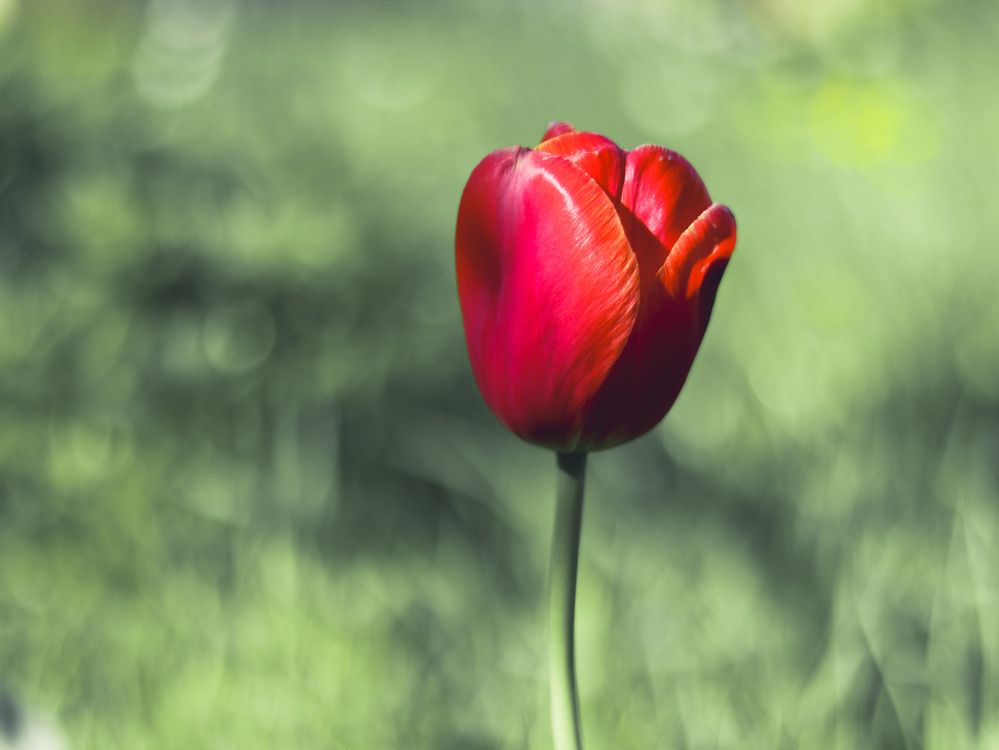 Photograph by Ирина Корабельникова