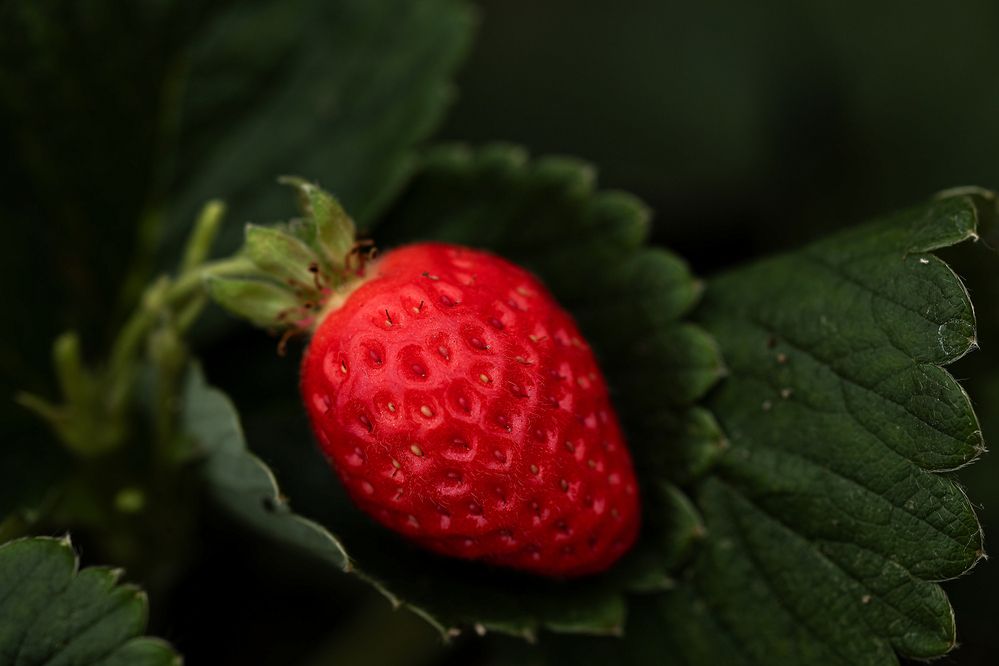 Photograph by Елена Одынец