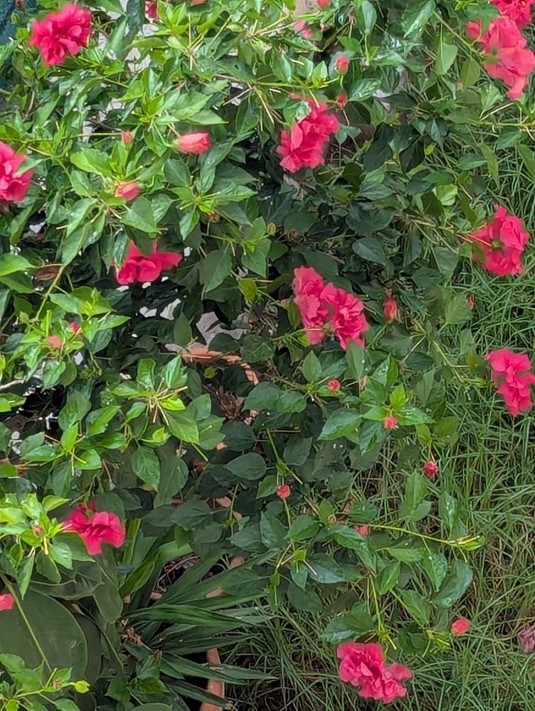 Kisses in the Wilderness