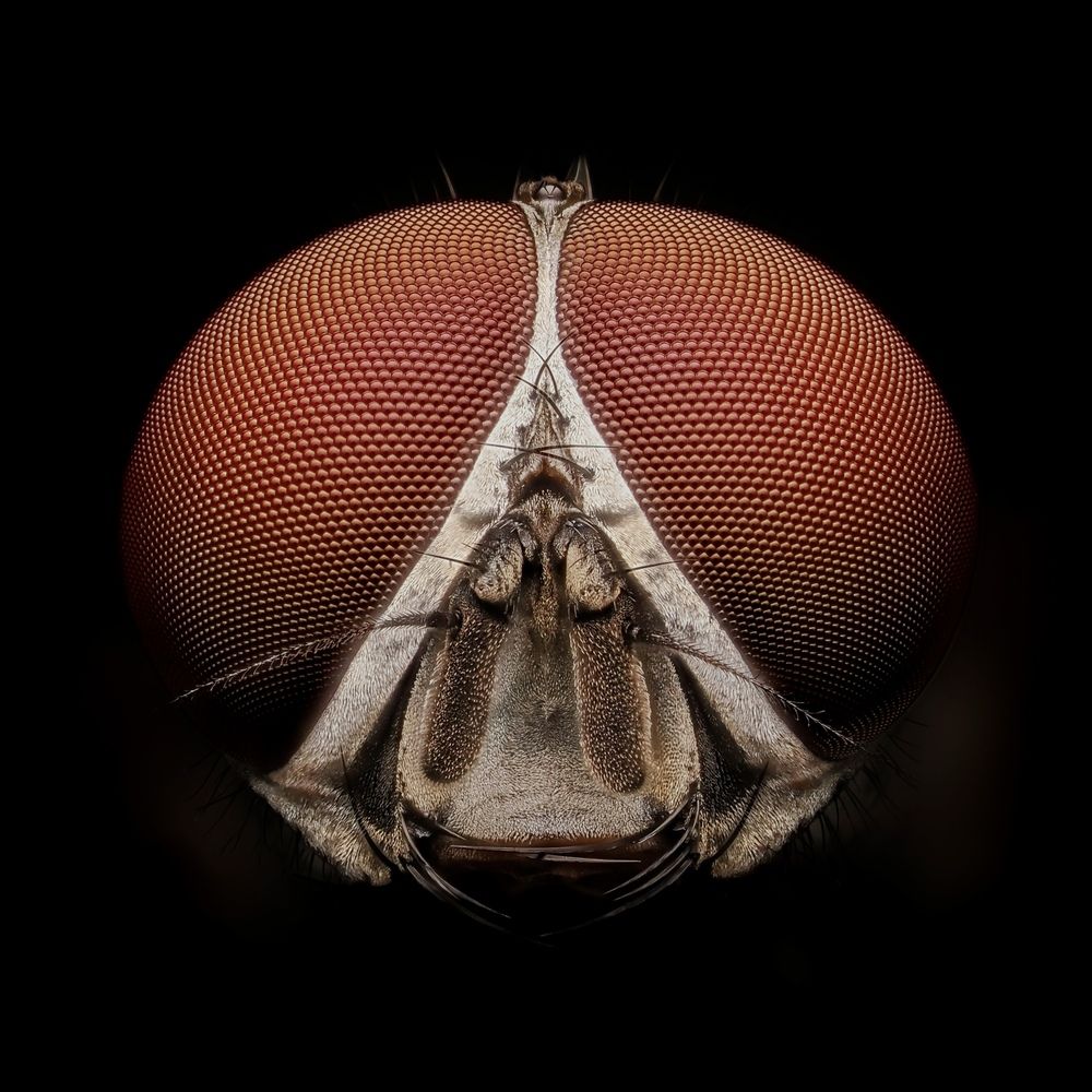 Root-maggot fly