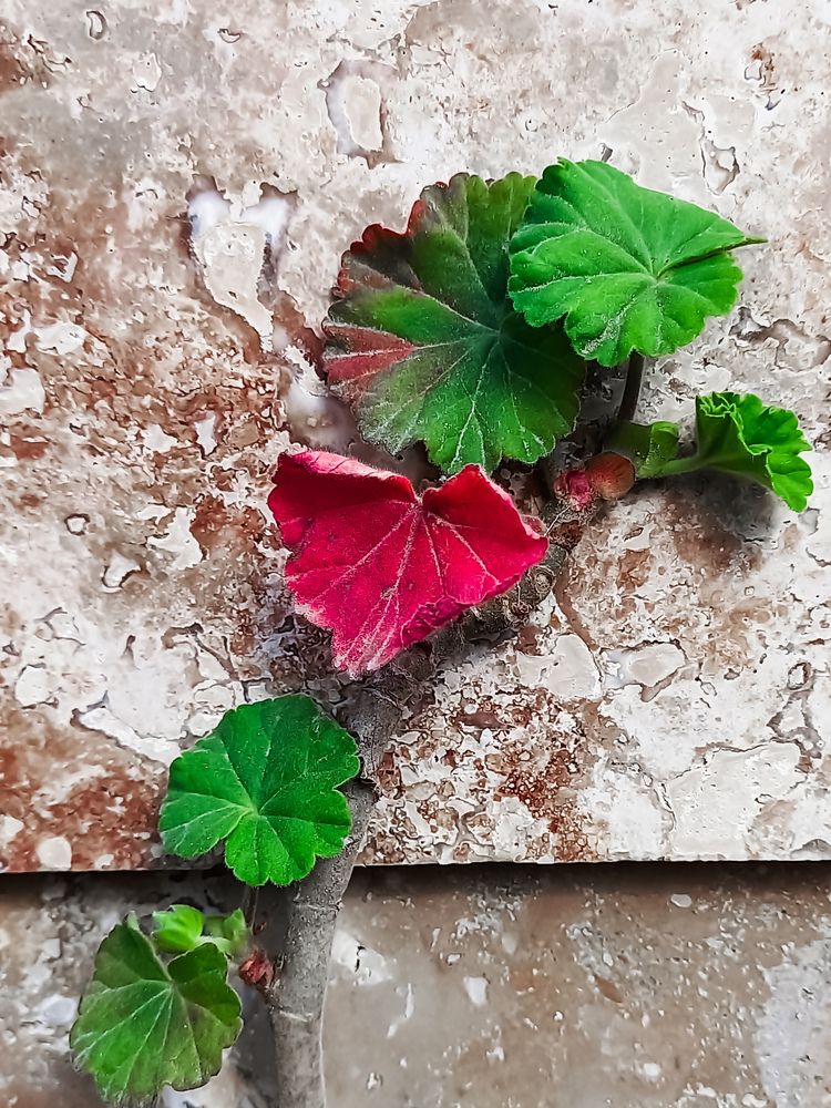 Photograph by mahdi ghanbari