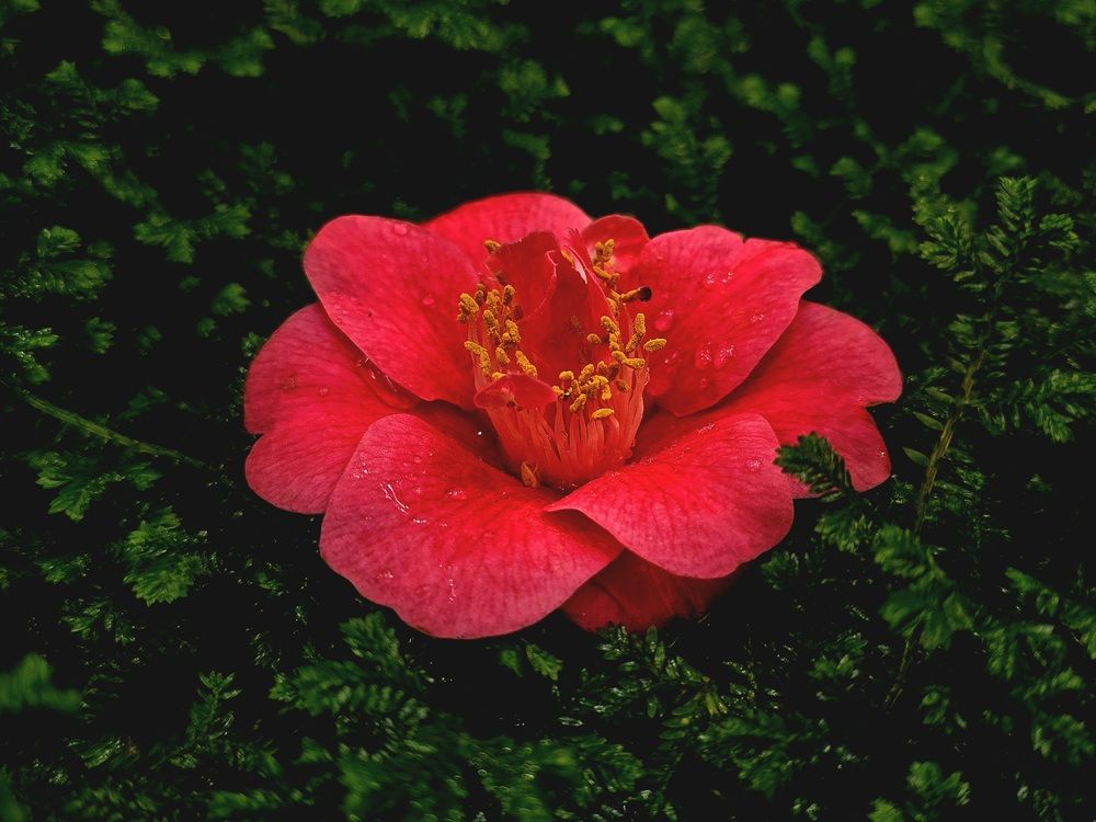 Photograph by Анна Семенова