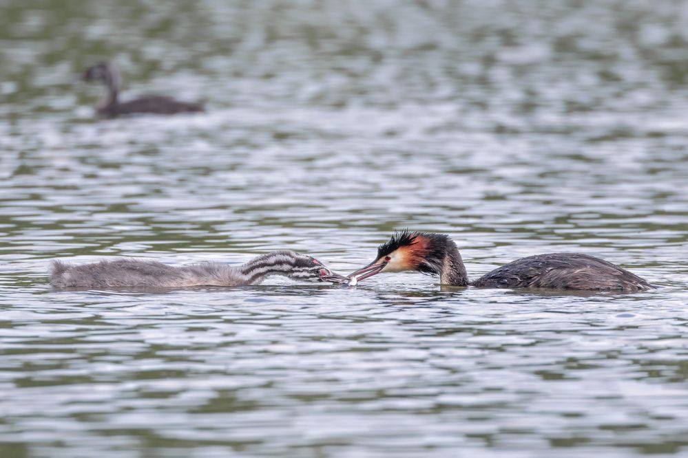 Photograph by Вера Машина