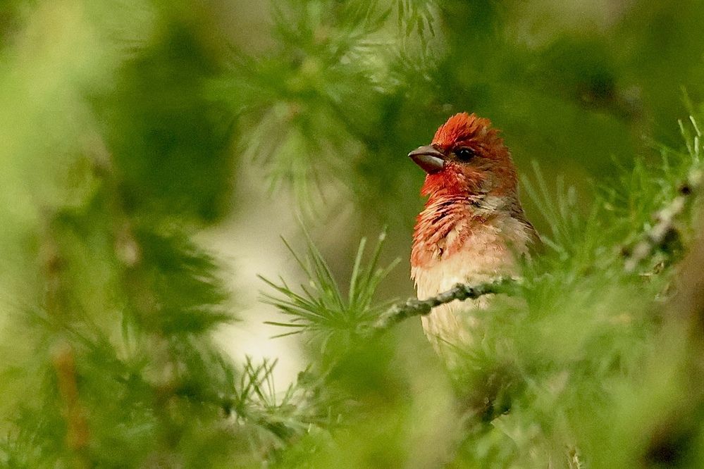 Photograph by Голубков Леонид