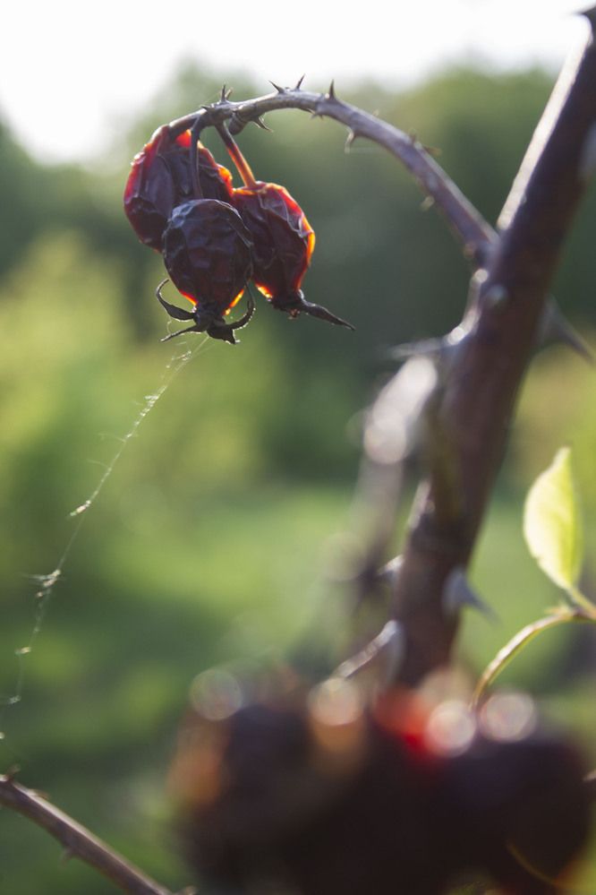 Photograph by Мария Бобылева