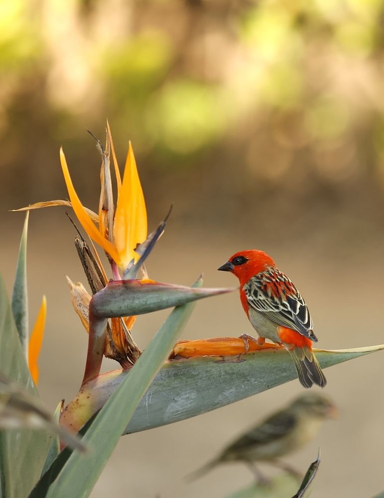Фотография автора Голубков Леонид