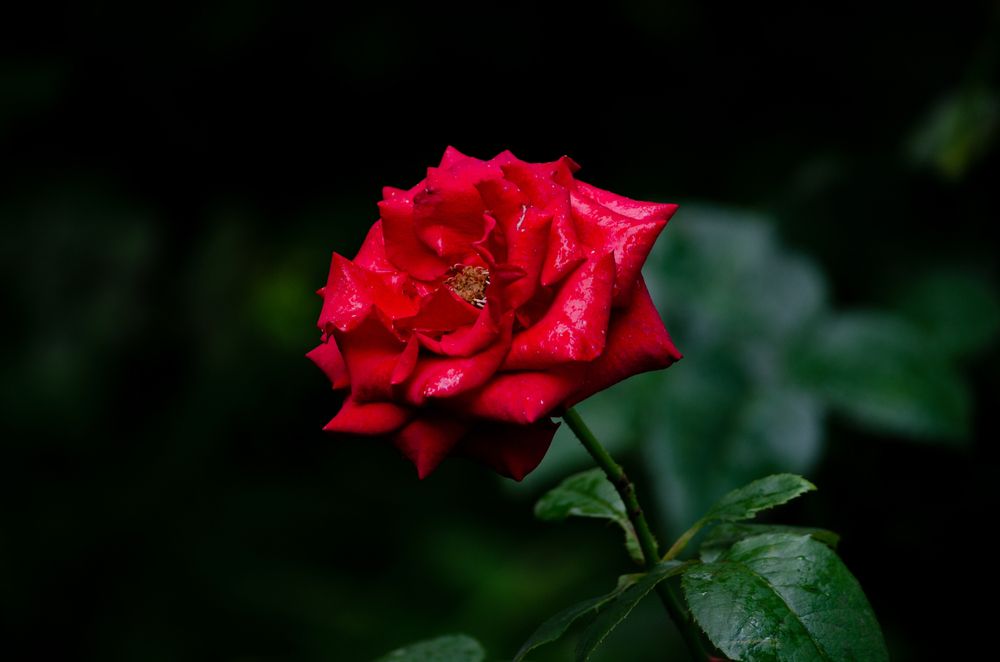 Photograph by Анна Потапова