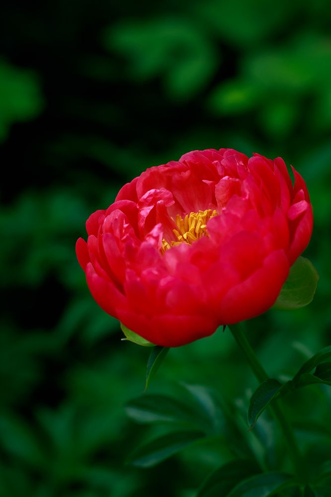 Photograph by Татьяна Гороховская