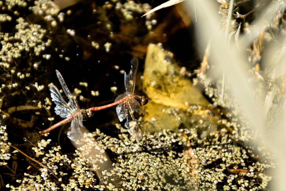 Photograph by Ольга Меркурьева