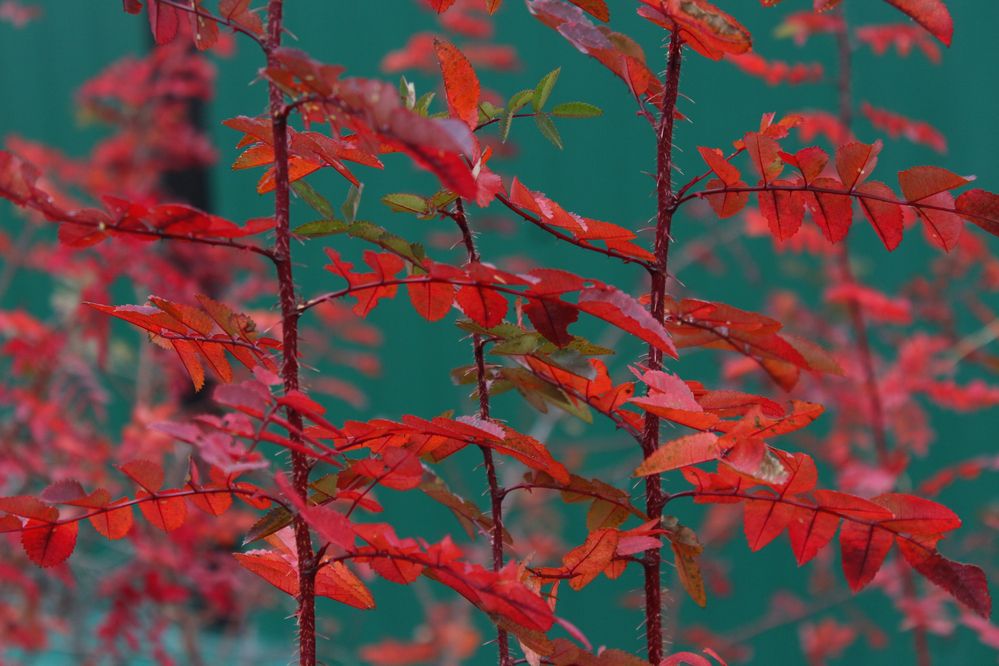 Photograph by Светлана Шубина