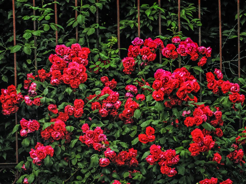 Фотография автора Гоголев Игорь