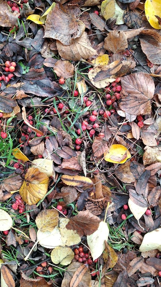 Photograph by Галина Трофимова