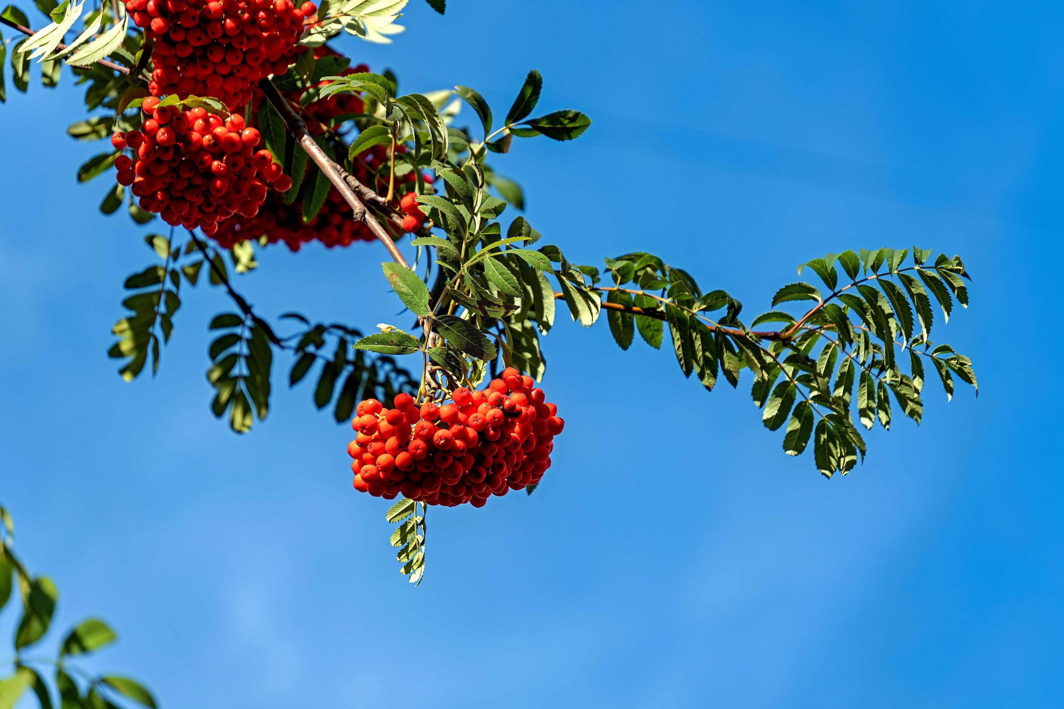 Photograph by Михаил Косолапов