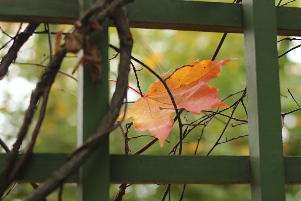 Photograph by Наталья Волкова