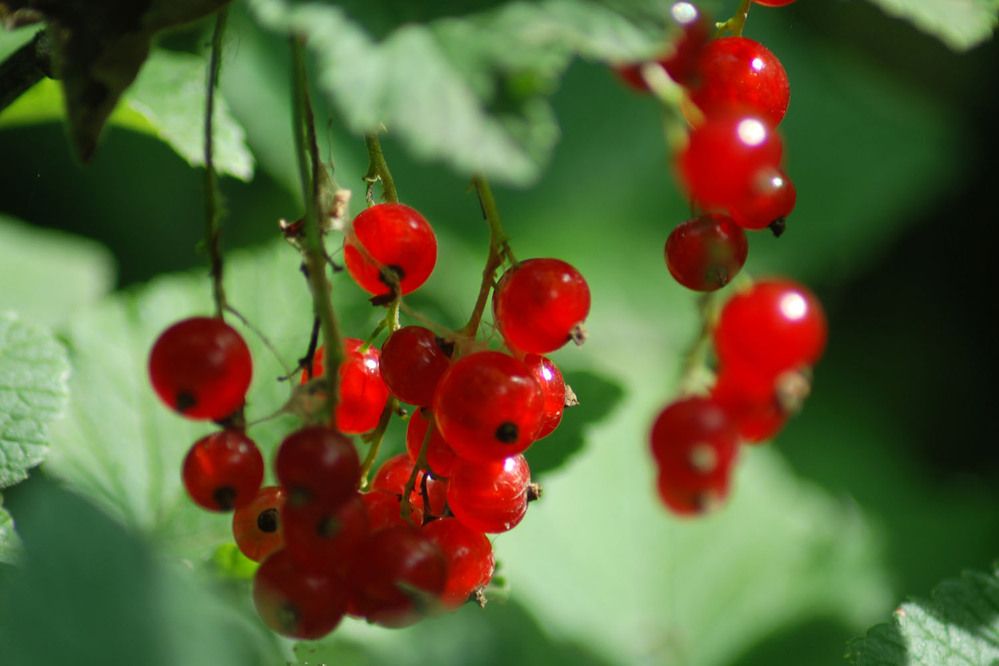 Photograph by Людмила Павловна